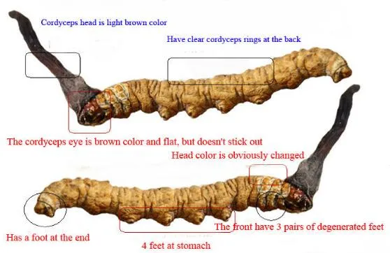 10 Years Experience in Plant Extract The Best Service and The Best Price to Develop Overseas Markets. Welcome New Friends Win-Win Cooperation. Cordyceps